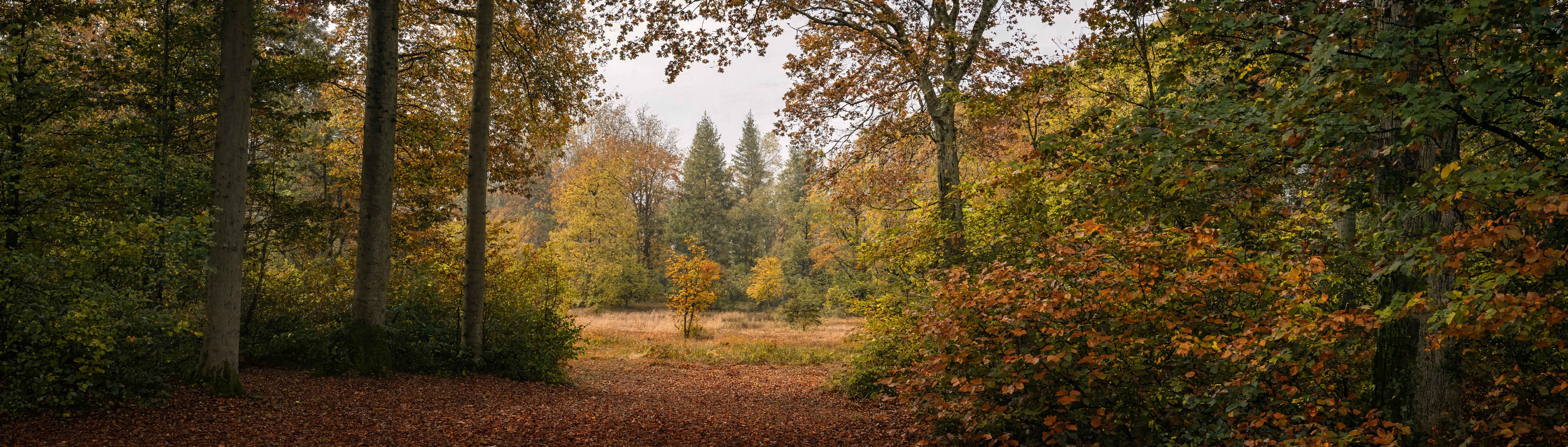 Tiefer Wald in Deutschland – Morgenlicht durch alte Tannen im Schwarzwald
