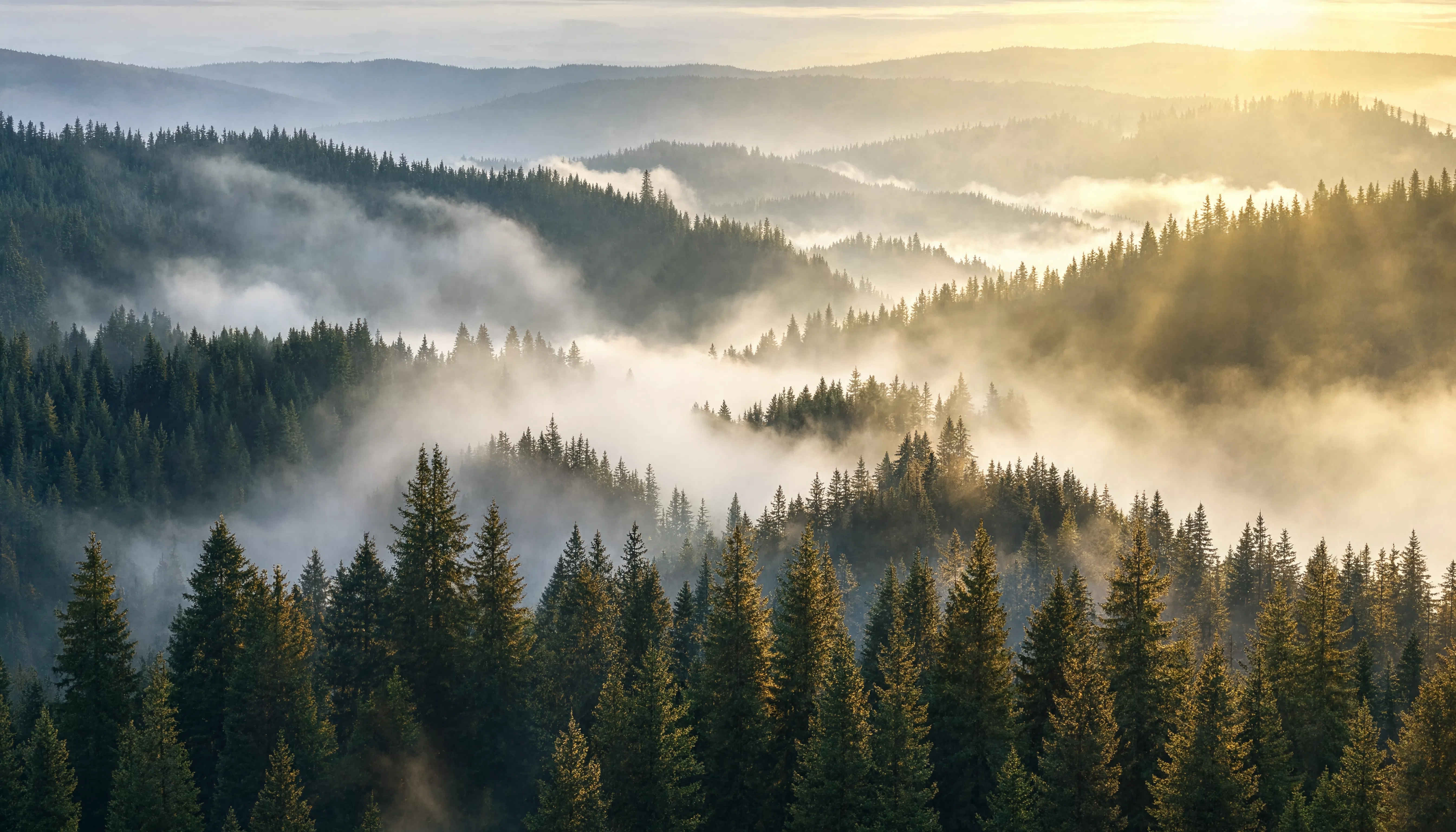 Morgennebel über dem Schwarzwald – tiefe Wälder und stille Täler Deutschlands